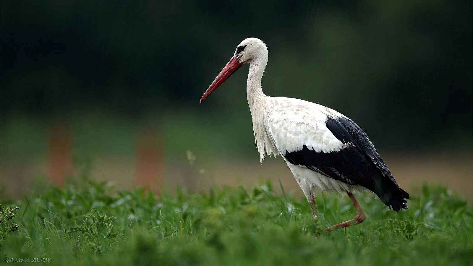 Ciconia Ciconia. Белый Аист. Белый Аист Нижегородская область. Настоящие Аисты.