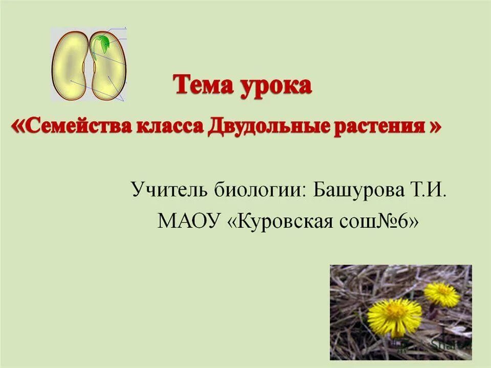 Тест двудольные растения 6 класс с ответами. Семейства класса двудольные. класс двудольные 6 класс биология. двудольные растения 6 класс. семейства двудольных 6 класс.