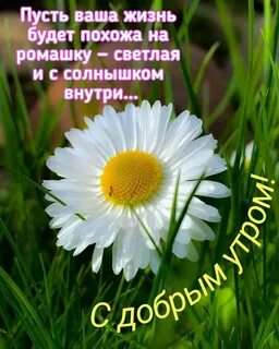 Жизнь март светлый