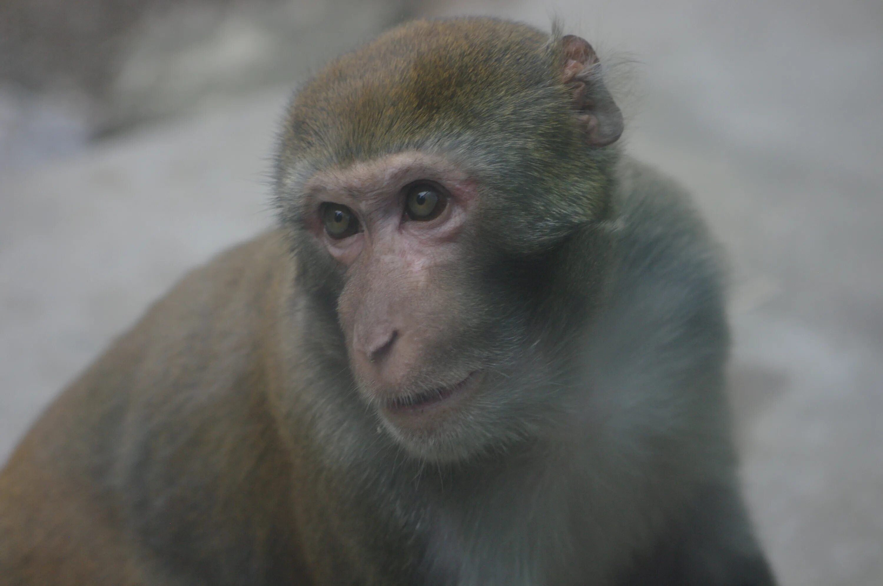 Она макака по знаку зодиака. Макака резус «Macaca mulatta». Старая обезьяна. Макака Женя.