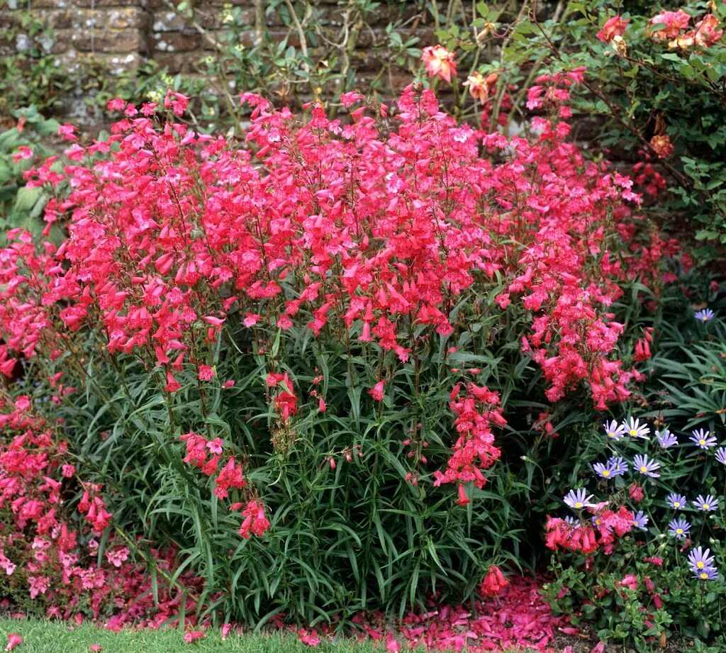 Épinglé sur Flores