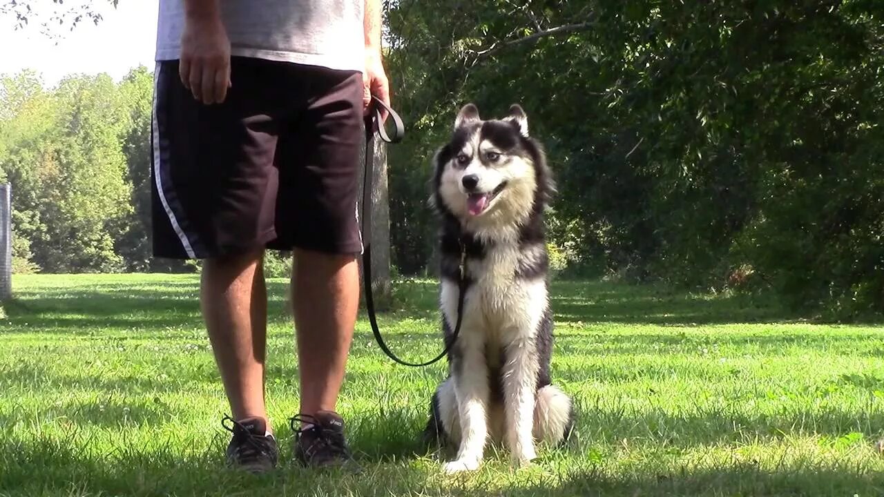 Как научить хаску