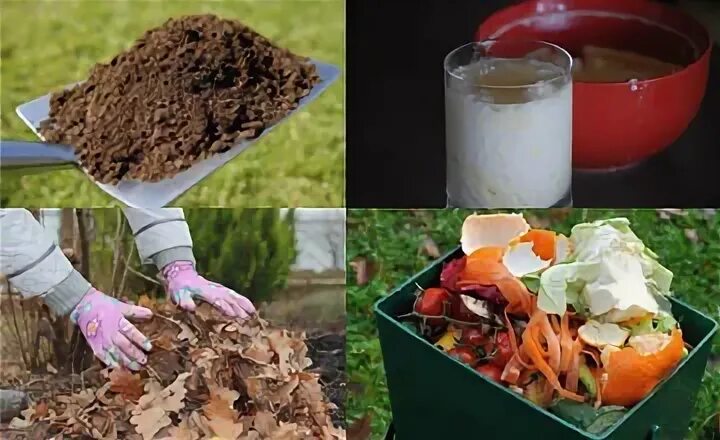 Использованная заварка как удобрение. Спитой чай как удобрение.