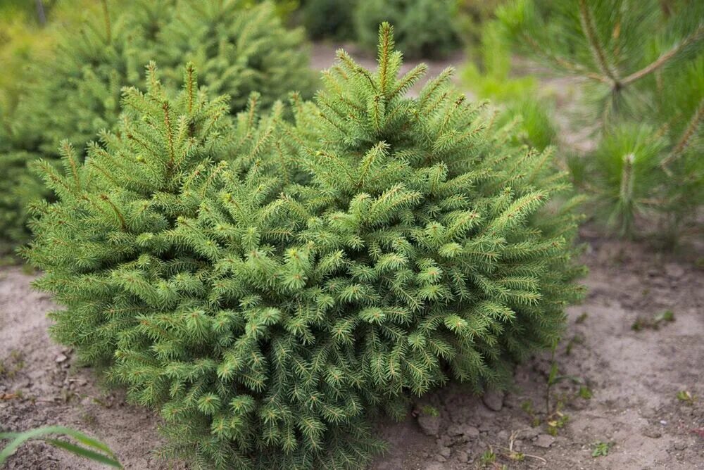 Ель европейская. Picea glauca Barus. Picea Abies Barus. Ель обыкновенная (сорт ,Barus,). Ель европейская Picea Abies.