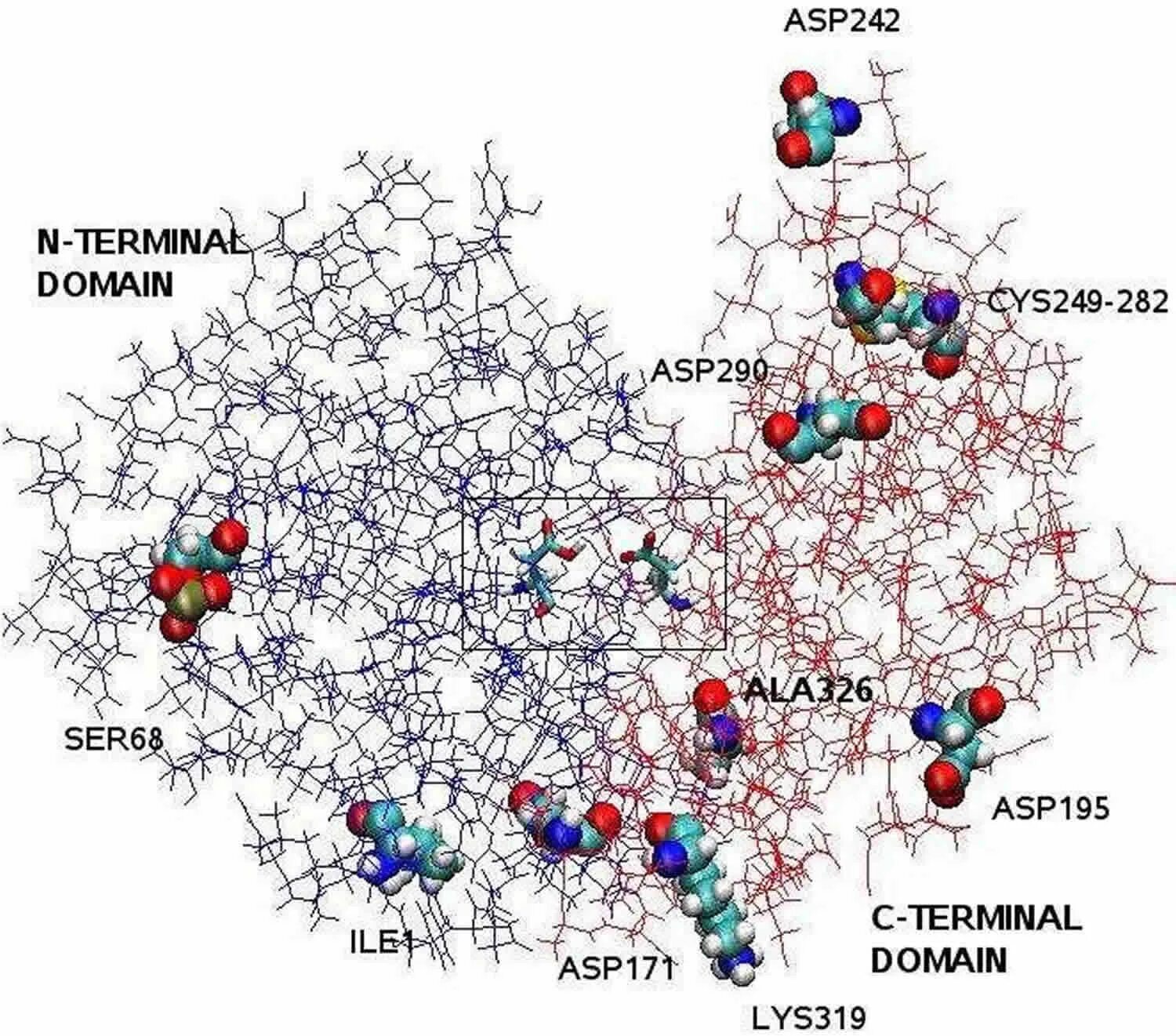 Пепсин формула. Пепсин строение молекулы. пепсин структура. enzyme pepsin structure. пепсин формула структура.