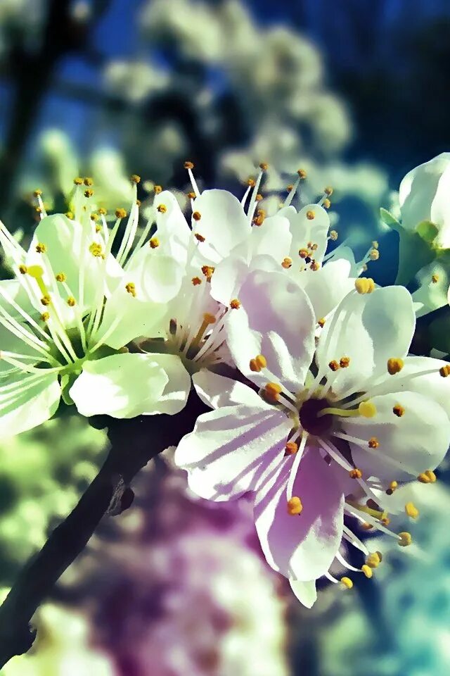 Фото весны красивые на заставку телефона. Цветущие деревья. Цветущие деревья весной. Апрельские цветы.