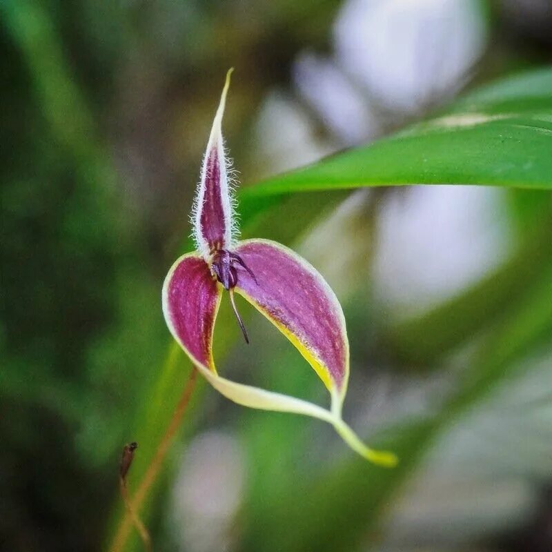 Кинабалу Орхидея. Орхидея Кинабалу золото Кинабалу. Borneo Орхидея. Золотой Кинабалу цветок. Золото кинабалу