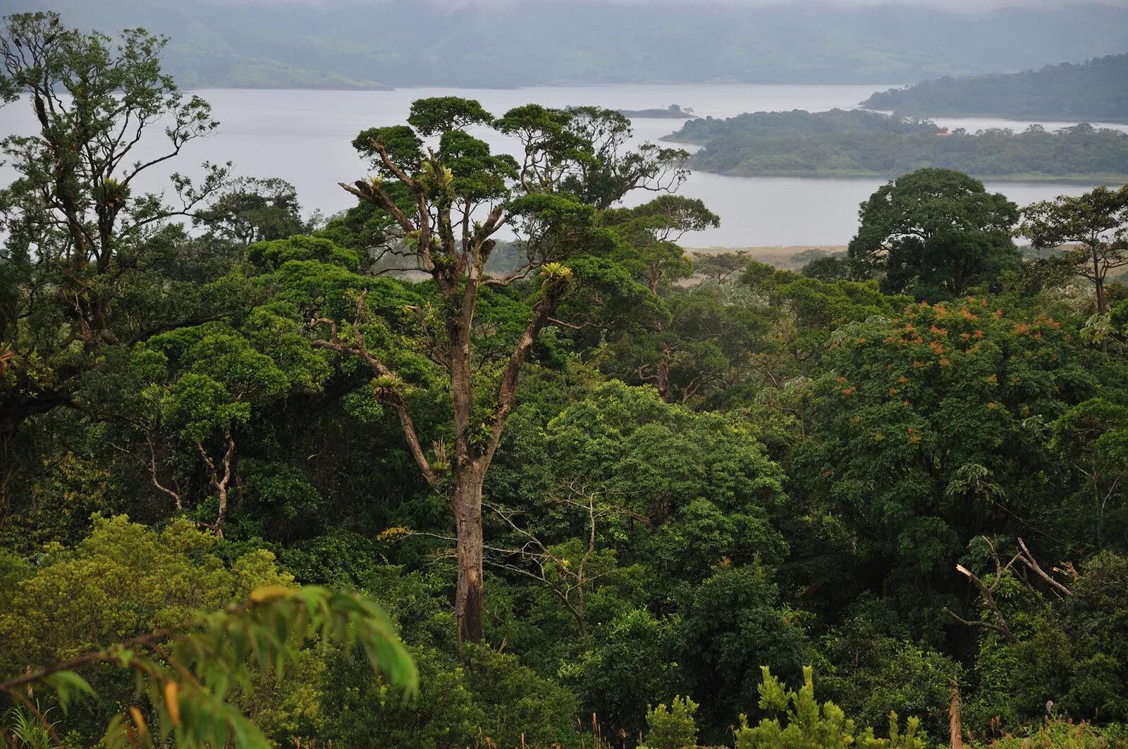 Муссонные (листопадные) леса Индии. Муссонный вечнозеленый лес. Сухие тропические листопадные леса Африки. Муссонные тропические леса. Природная зона влажные экваториальные тропические леса
