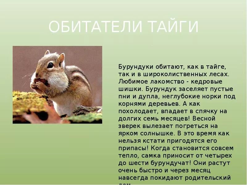 Сообщение про животных тайги. Информация о бурундуке. сообщение о животном тайги бурундук. доклад про бурундука. краткая информация о бурундуке.