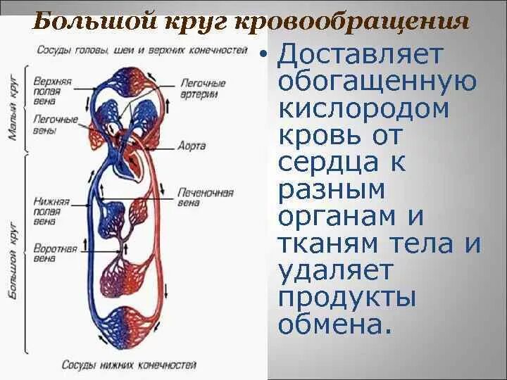 Большой круг кровообращения артериальная система. Вены большого круга кровообращения схема. 4 Системы вен большого круга кровообращения. Схема артерий большого круга кровообращения человека.