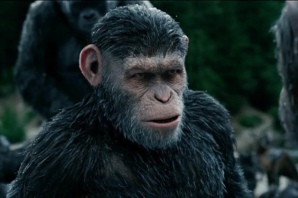 Caesar planet of the apes