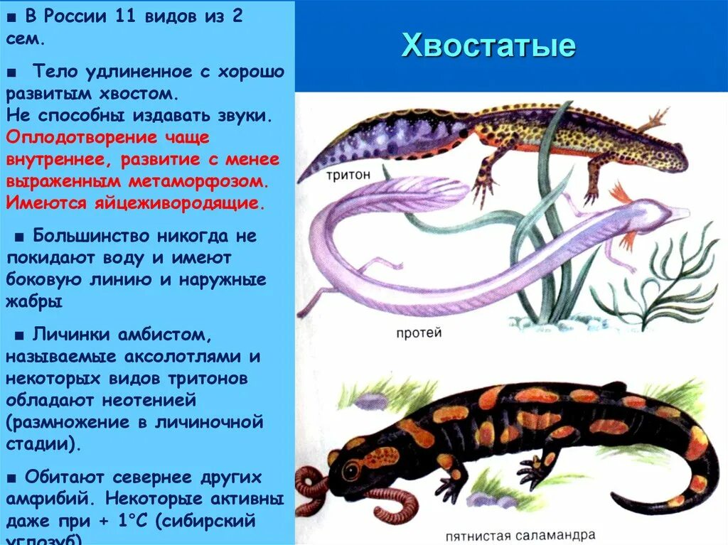 Класс земноводные покровы. Покровы тела хвостатых земноводных. Органы чувств хвостатых земноводных. Покров тела хвостатых амфибий. Внутреннее строение хвостатых земноводных.