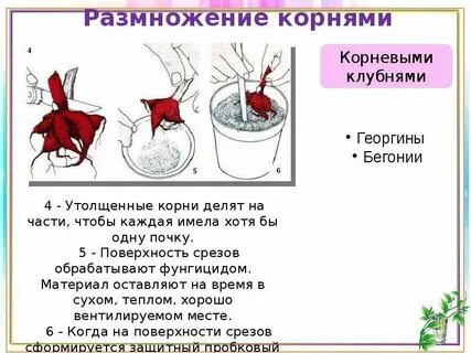Черенкование бегонии вегетативной
