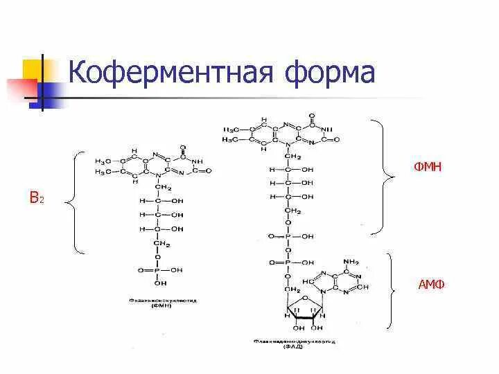 Коферментные формы витаминов b2. Коферментная форма витамина в2. Витамин b1 коферментная форма. Коферментные формы витаминов это биохимия. Коферментные функции витаминов