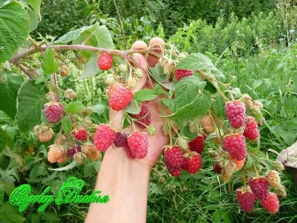 Сколько урожая дает малина