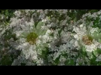 Клип на песню цветы