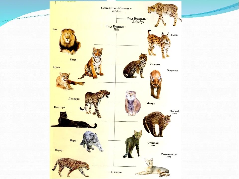 Дикие кошки список. Семейство кошачьих классификация. Семейство кошачьих таблица. Кошачьи семейство отряда хищных. Кошачьи классификация схема.