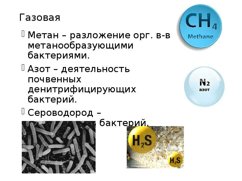 Бактерии выделяют метан. Метанообразующие бактерии. Метанообразующие архебактерии. Где обитают метанообразующие бактерии. Бактерии выделяющие метан.