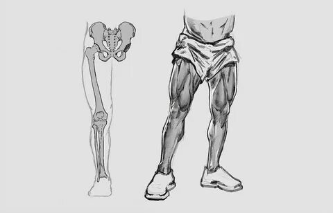 Legs anatomy