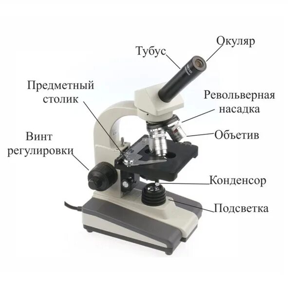 Зачем микроскопу тубус. Любительский микроскоп. Модель оптического прибора. Обозначения на оптических приборах. Оптические приборы с подписями.