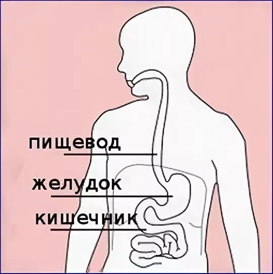 Ленивый желудок симптомы. Устройство человека желудок кишечник пищепровод. Пищеовд или кишечник ижет сначала.