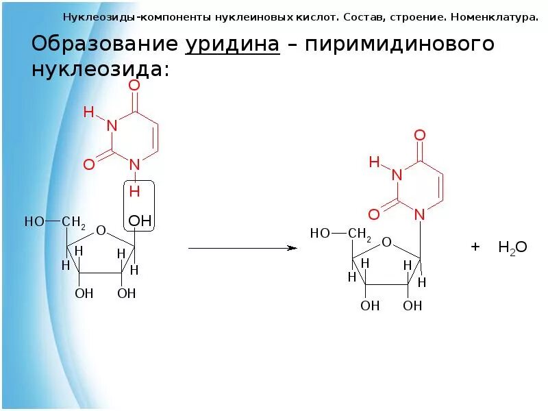 Образование нуклеозидов. Схема образование нуклеиновых кислот. Химические реакции нуклеиновых кислот. Реакция образования нуклеиновых кислот.