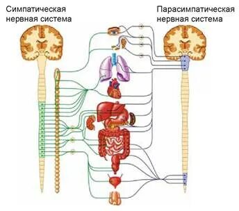 Симпатическая автономная система