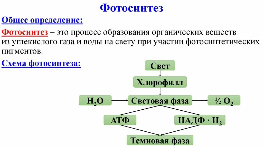 Фазы фотосинтеза процессы. Понятие фотосинтез. Схема темновой фазы фотосинтеза. Значение фотосинтеза в природе и жизни человека 6 класс биология. Фотосинтез кратко 9 класс конспект.