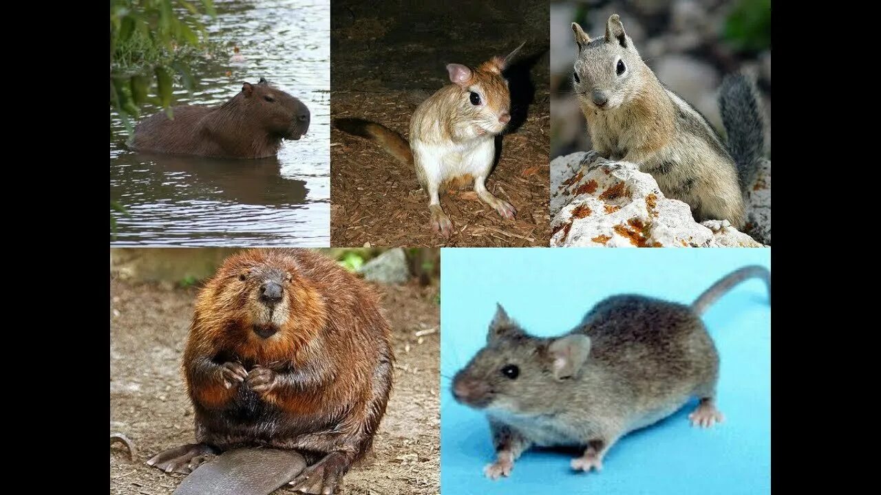 отряд грызуны полёвка. отряд грызуны фото. мышеобразные грызуны. отряд грызуны. полевая крыса и полевая мышь.