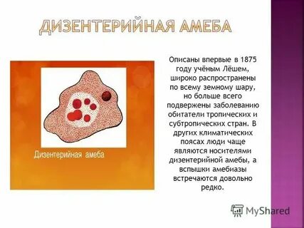 Амеба уровни организации жизни