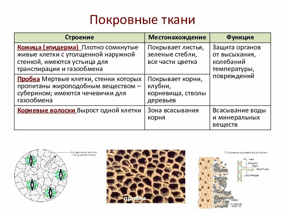 Ткани растений и их части. Строение покровной ткани растений. Покровная ткань строение и функции. Ткани растений покровные ткани строение и функции. Первичная ткань растений строение.