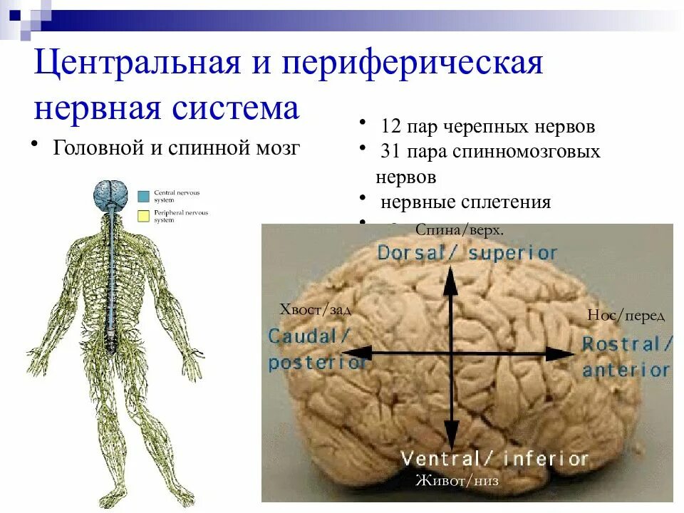 Центральная и периферическая нервная система. Центральная нервная система и периферическая нервная система. Периферическая нервная система схема строения. ЦНС И ПНС. Центральная и периферическая нервная система функции