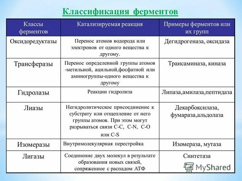 Химические действия ферментов. Классификация и номенклатура ферментов биохимия. Классификация, функции и свойства ферментов. Классификация ферментов структура. Классы ферментов и их функции.