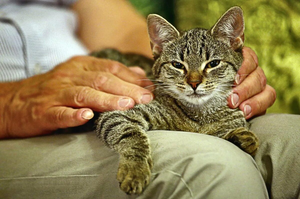 Кошка и хозяин. Кошка дома. Завести кошку. Породы кошек какую завести