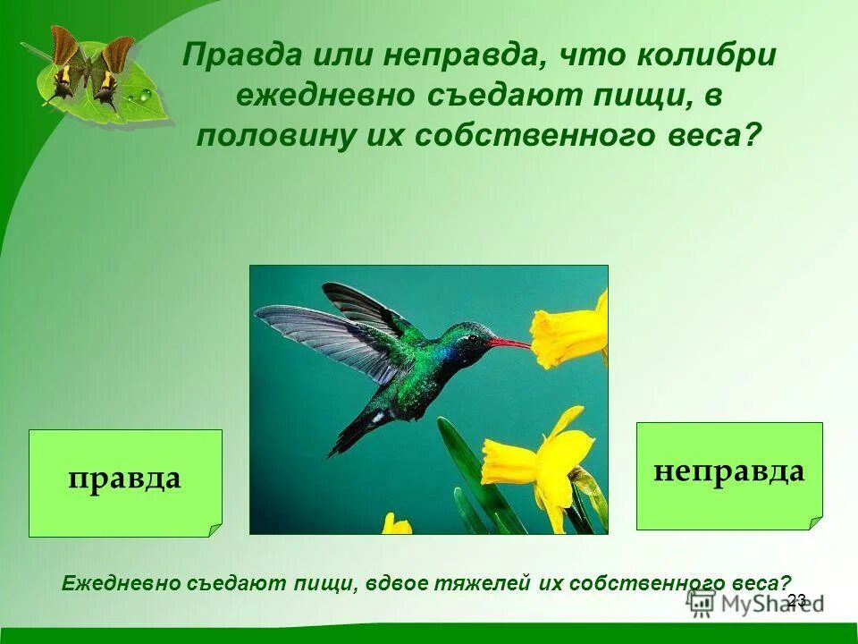 Словосочетание с словом колибри. Правда неправда презентация. Презентация на тему правда-неправда игра. Прилагательное к слову Колибри. Что такое Колибри прилагательное.