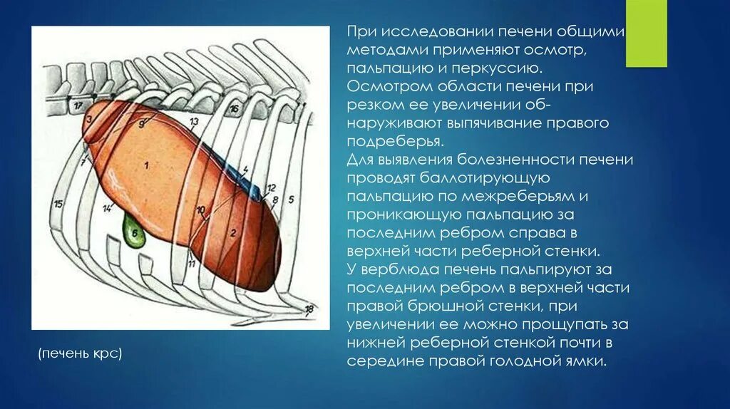 У каких животных печень. Печень крупного рогатого скота анатомия. Исследование печени у КРС. Топография печени у КРС. Методы исследование печени у КРС.