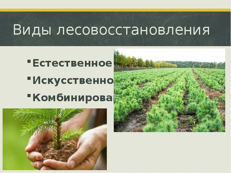 Естественное искусственное и комбинированное лесовосстановление. Естественное лесовосстановление. Искусственное восстановление леса. Искусственное возобновление леса.