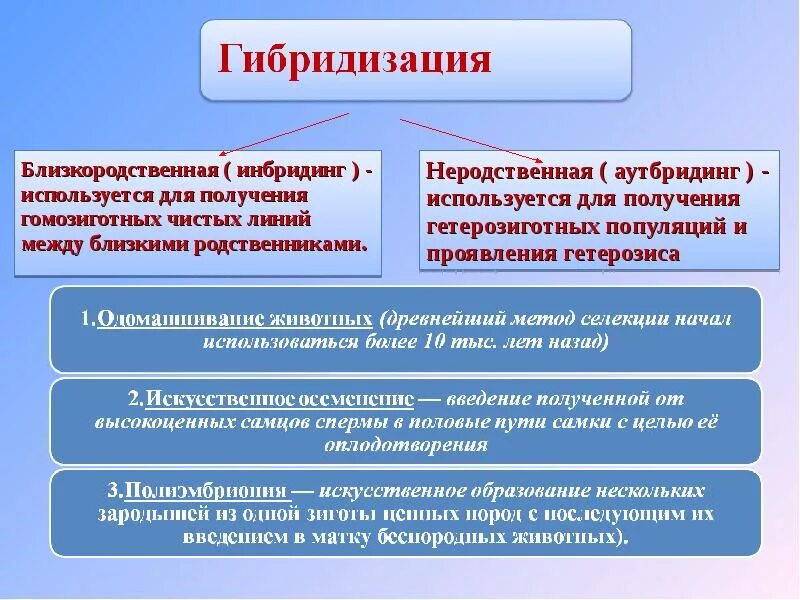 Получение чистых линий инбридингом. Методы гибридизации в селекции. Методы селекции растений гибридизация. Гибридизация метод селекции. Метод селекции гибридизация характеристика.