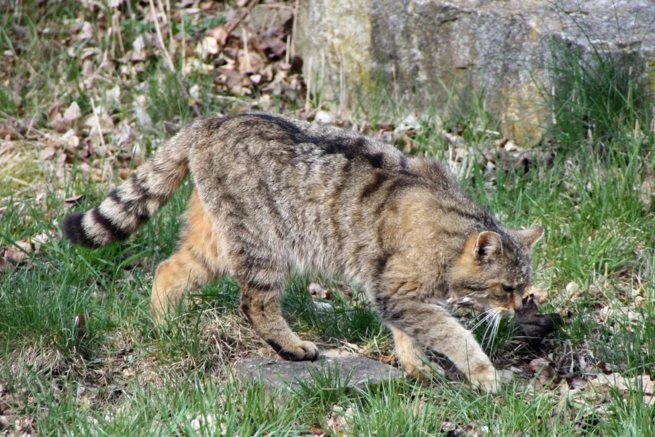 Европейский дикий Лесной кот. Европейский Лесной кот камышовый дикий. Лесной камышовый кот. Европейская Дикая Лесная кошка.