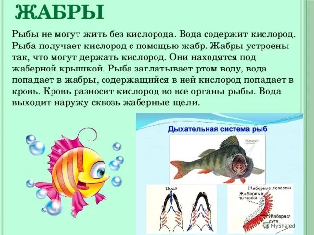 Почему рыбы живут в воде. Как дышат рыбы. Рыба дышит жабрами. Рыбы дышат кислородом. Как рыбы дышат жабрами.