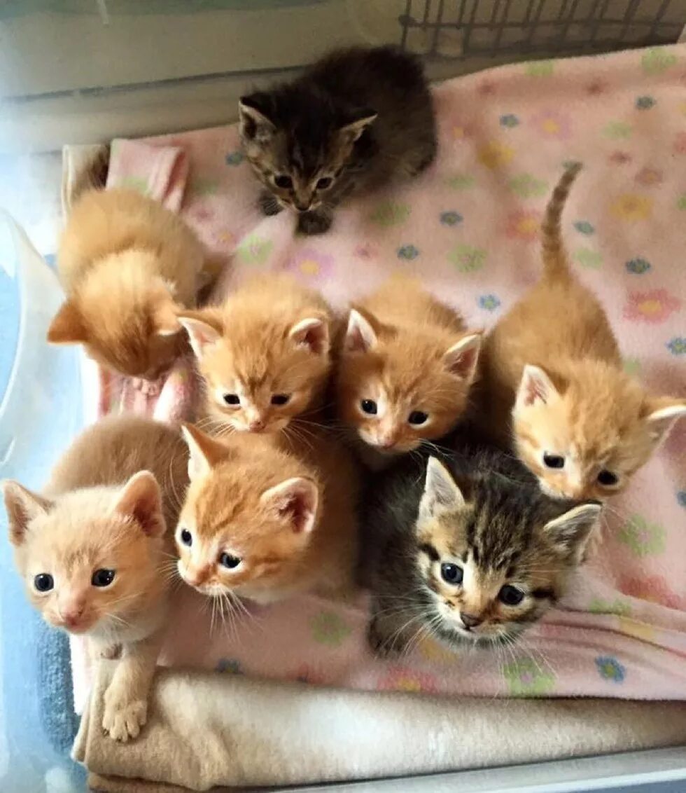 Где можно найти маленьких. Где можно найти маленьких. Малюсенькие котята. Где можно найти маленьких. Разные котята.