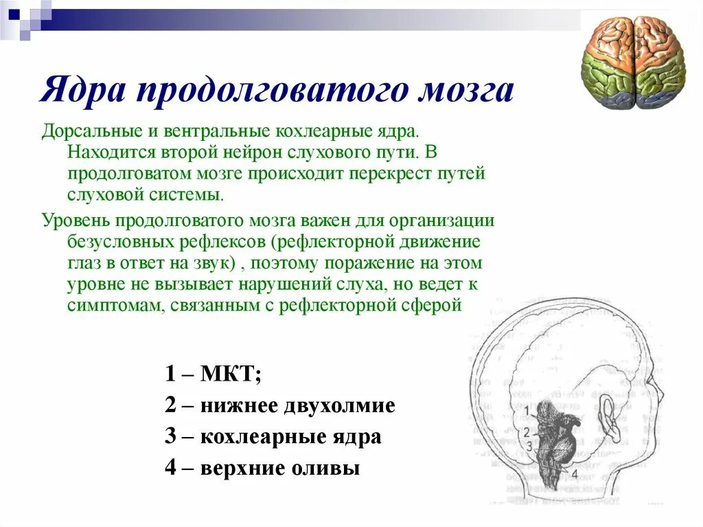 Ядра продолговатого мозга. Продолговатый мозг ядпв. Ядра на уровне продолговатого мозга. Ядра и проводящие пути продолговатого мозга.