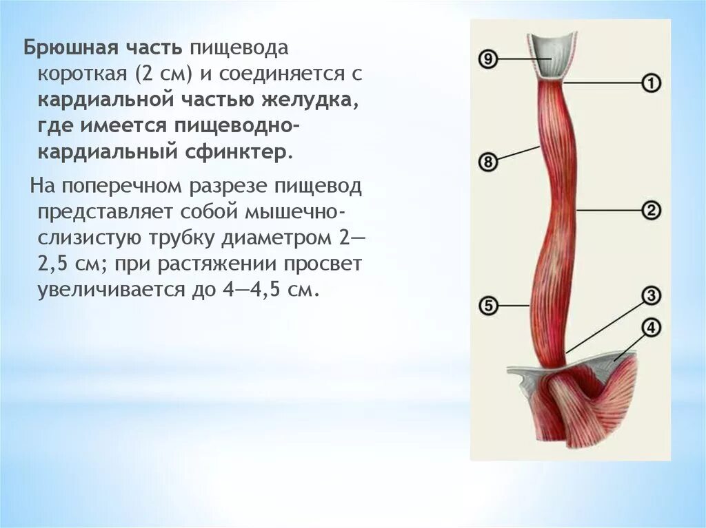 Кардиальный отдел пищевода. Брюшная часть пищевода. Пищевод анатомия. Назовите части пищевода. Терминальный отдел пищевода.