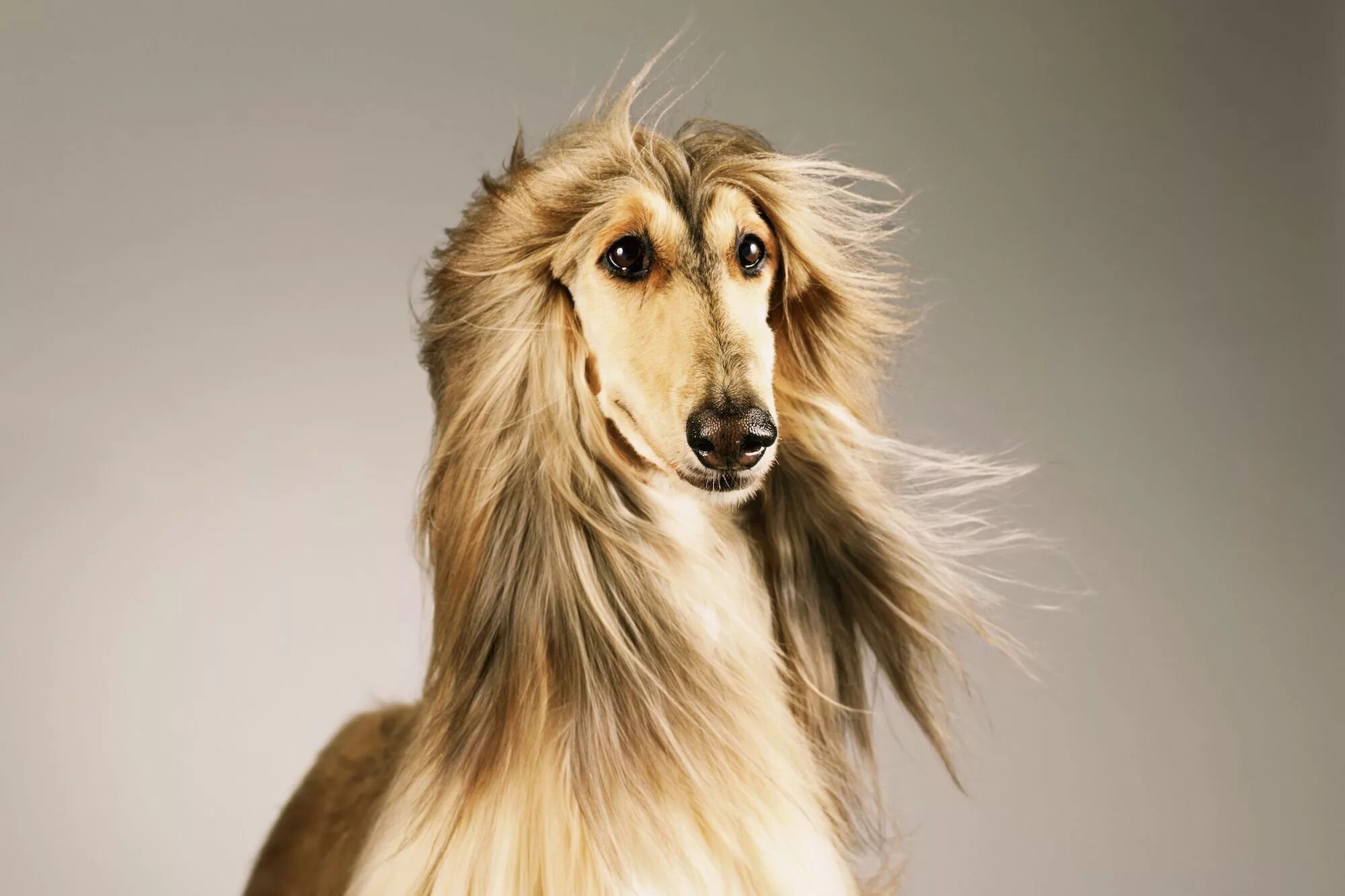 Hairy doggy. Афганская борзая овчарка. Афганская борзая / Afghan Hound. Афганская борзая, колли, сеттер. Афганская борзая Акита.