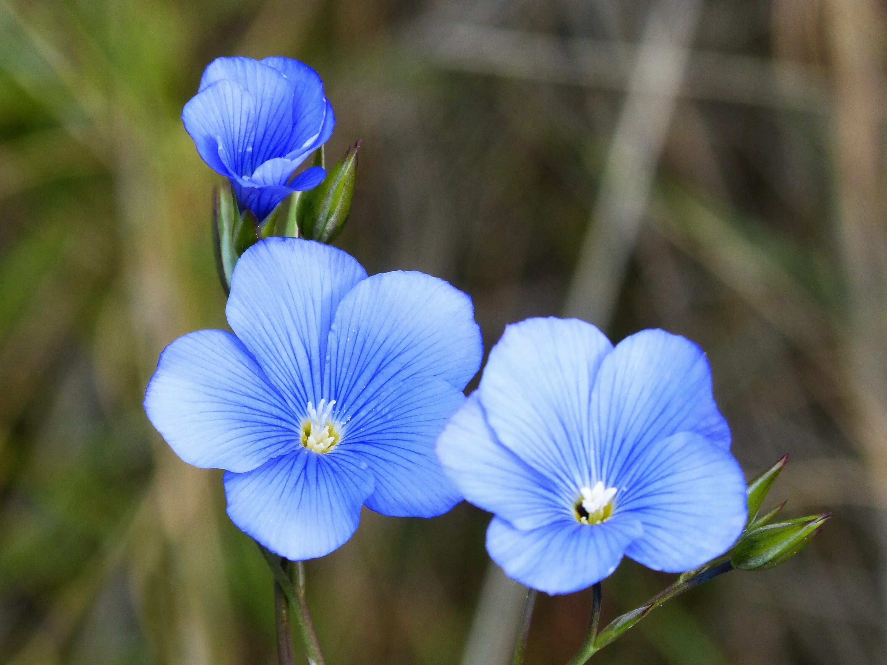 Лён обыкновенный (Linum usitatissimum l.). Лютик голубой полевой. Лен долгунец Финляндия. Линум цветок.
