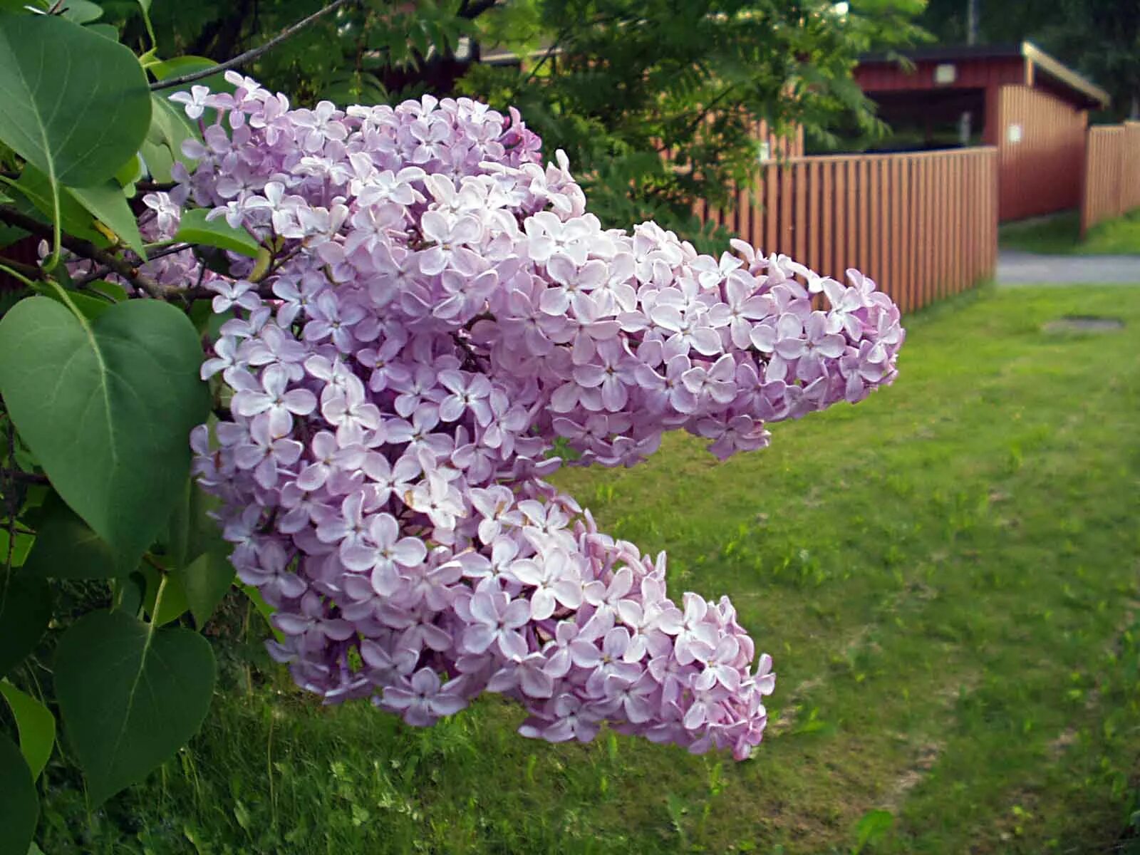 Едят ли сирень. Сирень Syringa vulgaris. Сирень обыкновенная Лебедушка. Сирень Syringa vulgaris ,, sumerki’’. Сирень обыкновенная Syringa vulgaris "Lebioduszka".