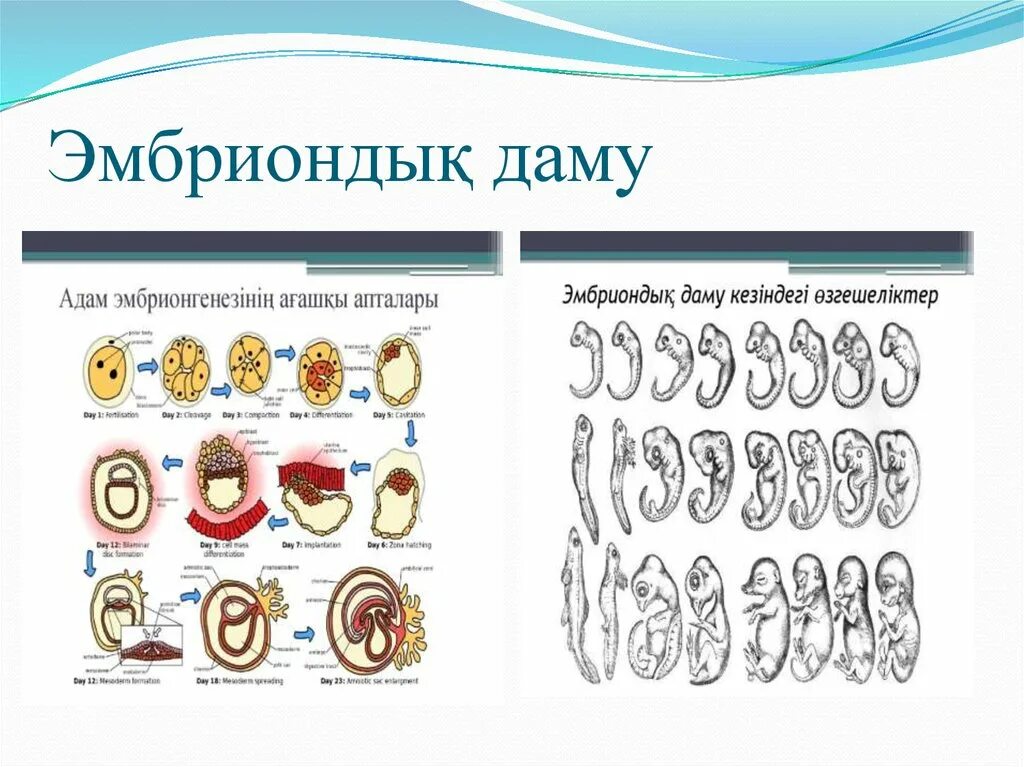 Онтогенез. Эмбриогенез человека. Эмбрион эмбриогенез человека. Онтогенез слайд қазақша.