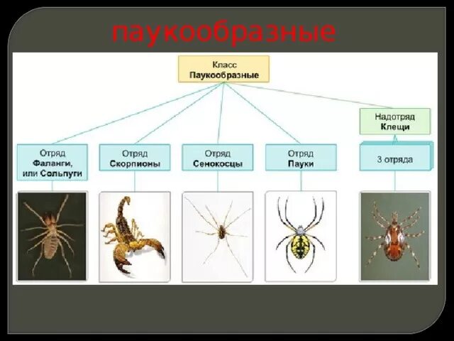 Установи соответствие между паукообразными и насекомыми. Жизненный цикл паукообразных схема. Класс паукообразные отряды. Класс паукообразные 7 класс. Отряд паукообразные презентация.