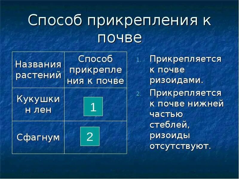 Прикрепляется к почве ризоидами. Способ прикрепления к почве. Прикрепление сфагнума к почве. Прикрепляются к почве ризоидами. Сфагнум способ прикрепления к почве.