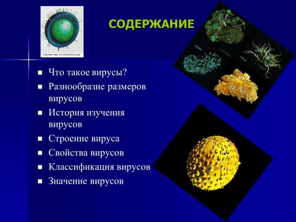 Многообразие вирусов 5 класс презентация. Разнообразие размеров вирусов. Строение и разнообразие вирусов. Многообразие строения вирусов. Разнообразие вирусов биология.